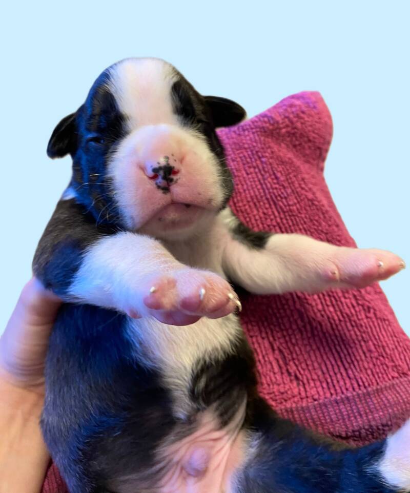 Casa Athletics Alessio