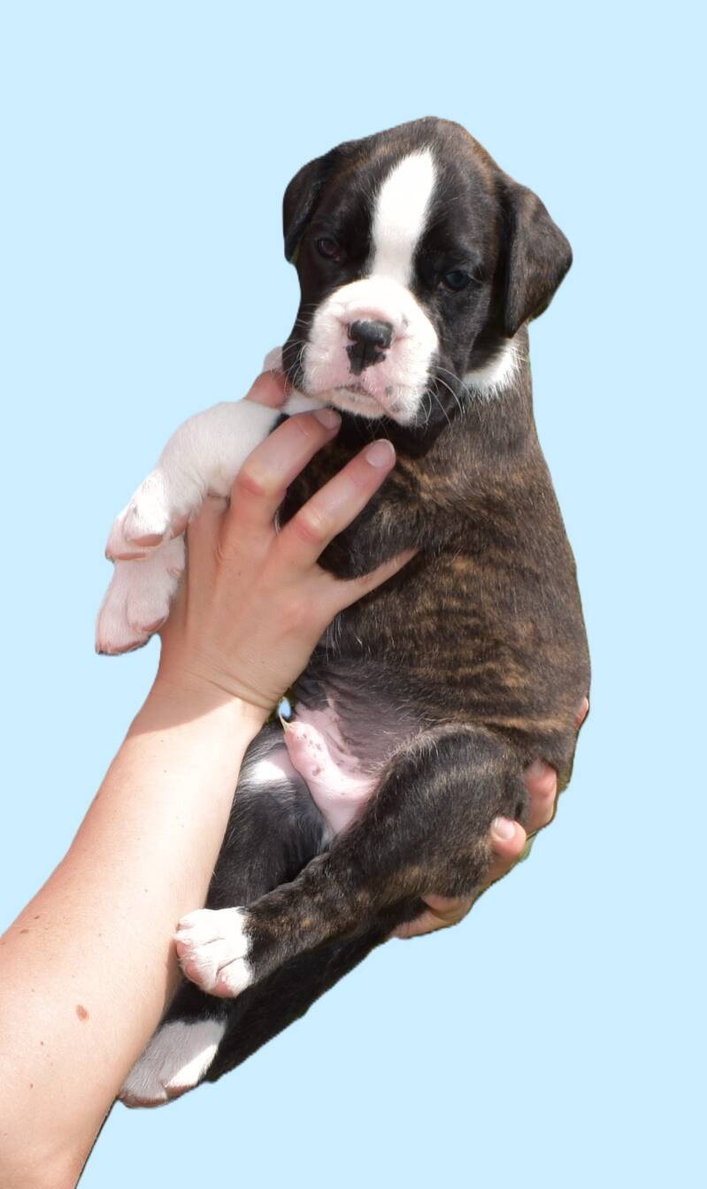 Casa Athletics Alessio