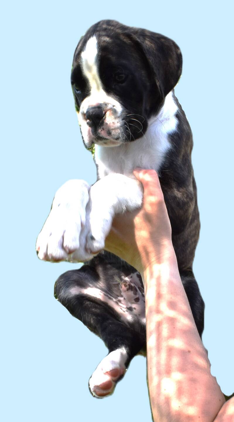 Casa Athletics Alessio