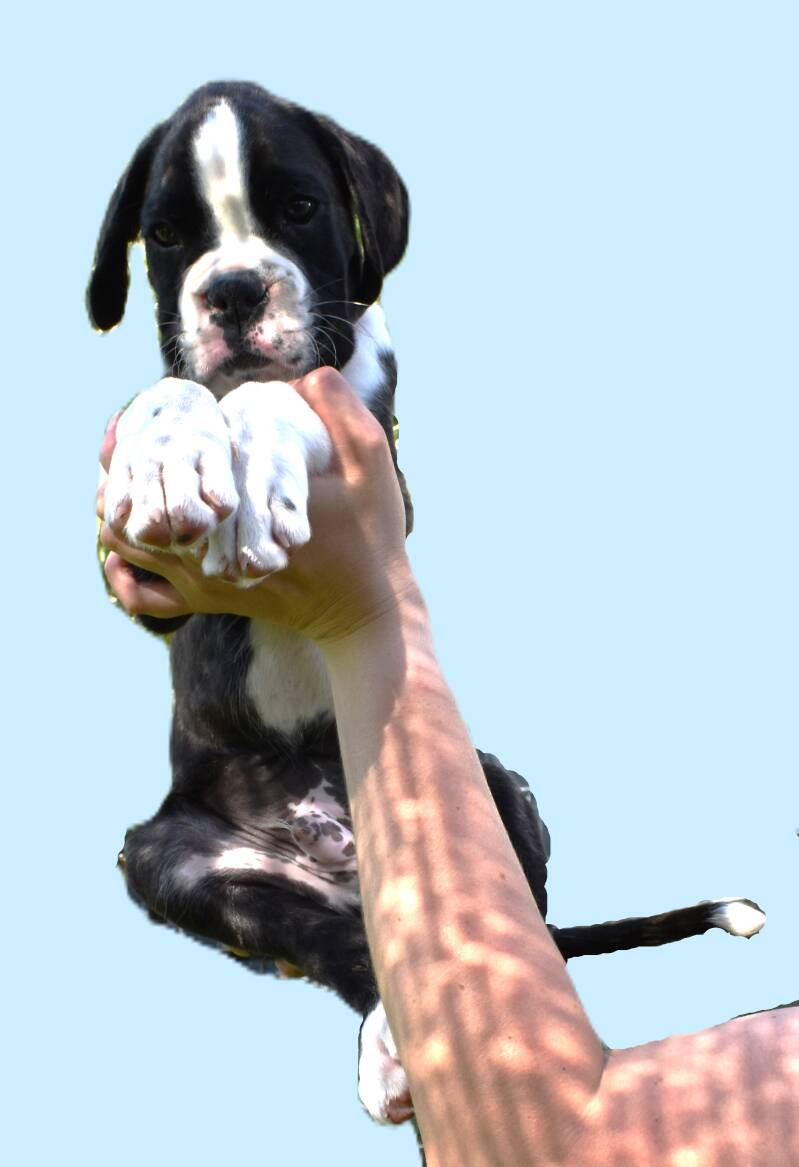 Casa Athletics Alessio