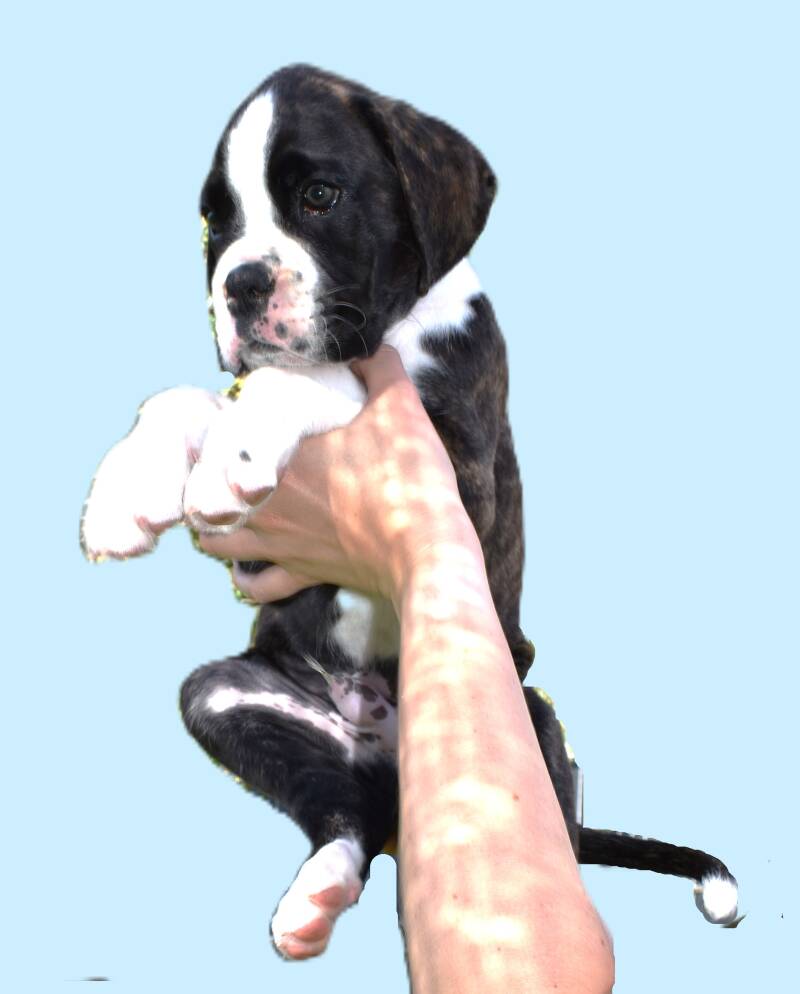 Casa Athletics Alessio