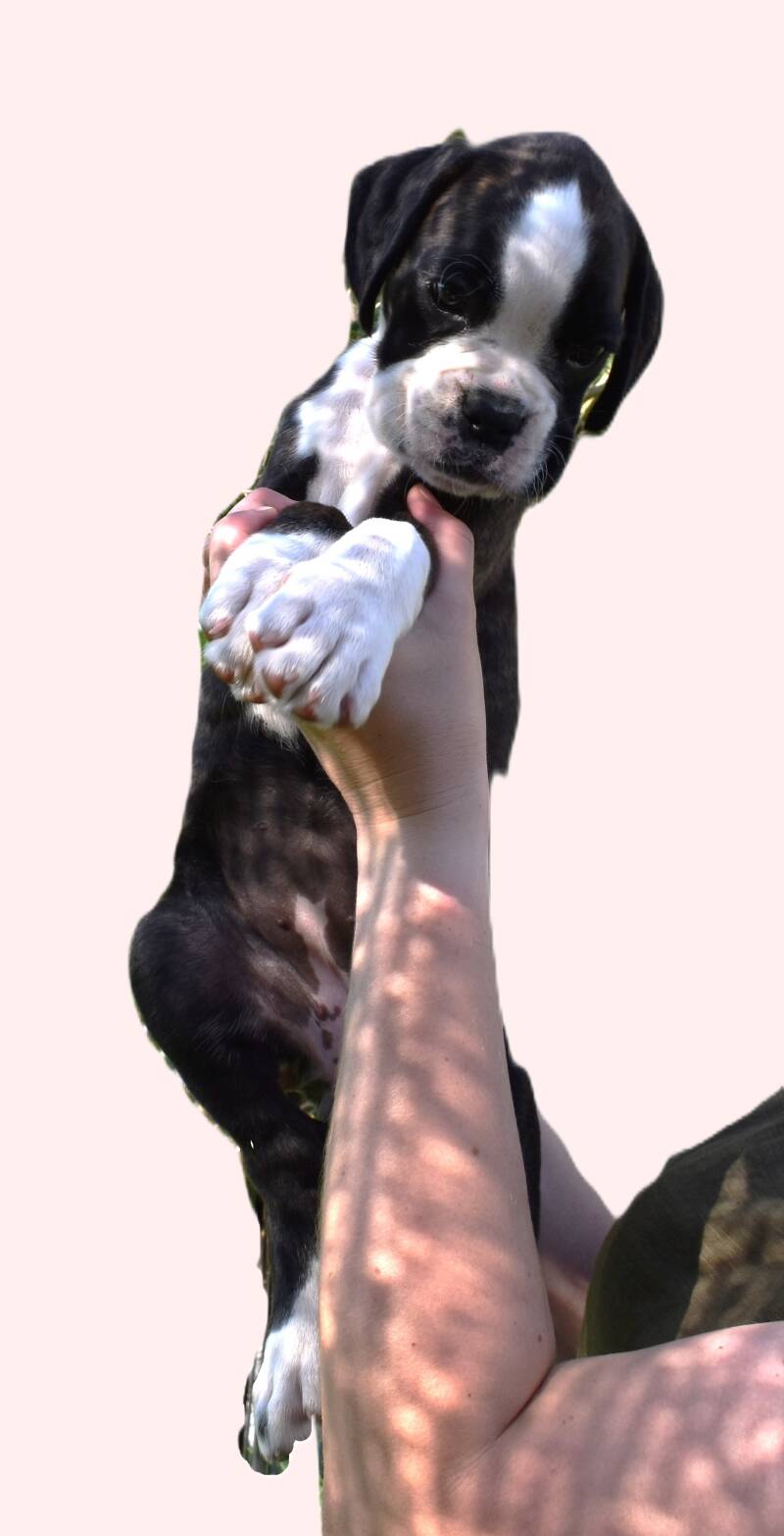 Casa Athletics Alyssa