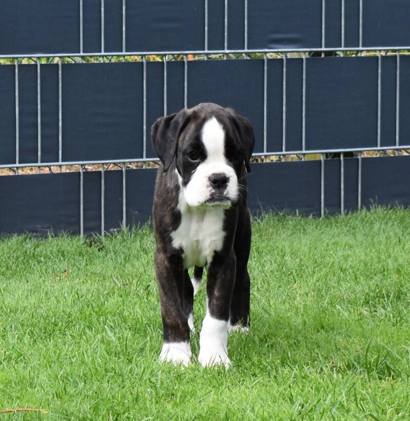 Casa Athletics Alyssa