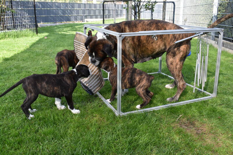 Casa Athletics A-Wurf