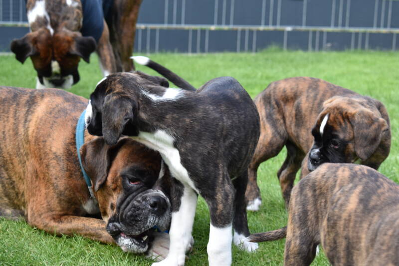 Casa Athletics A-Wurf