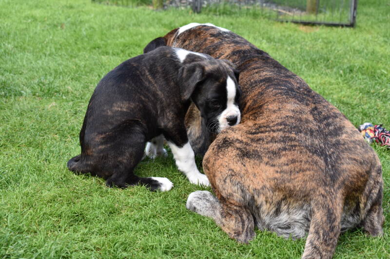 Casa Athletics Alessio