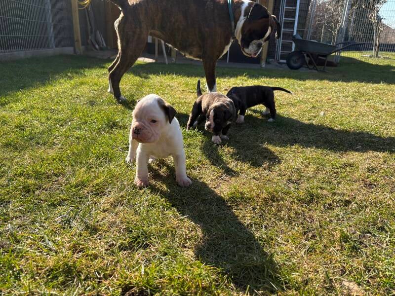 Casa Athletics B (Rüde 1)