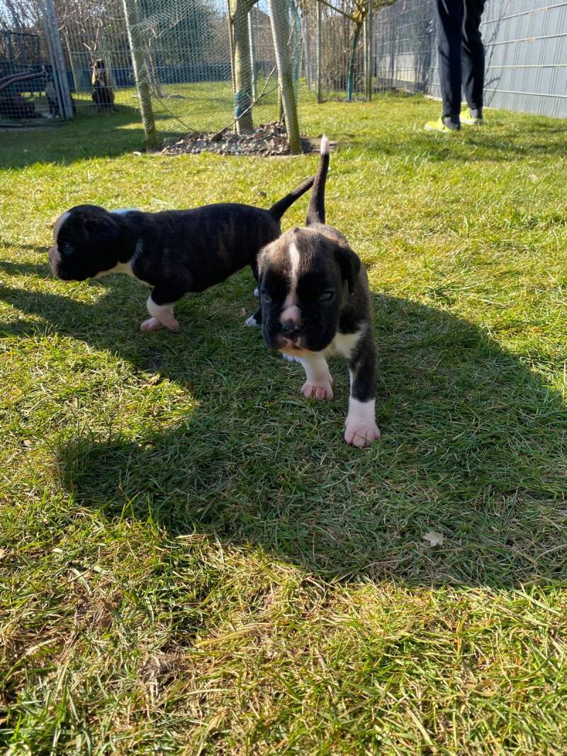 Casa Athletics B (Rüde 2)