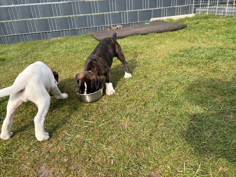 Casa Athletics Baxter