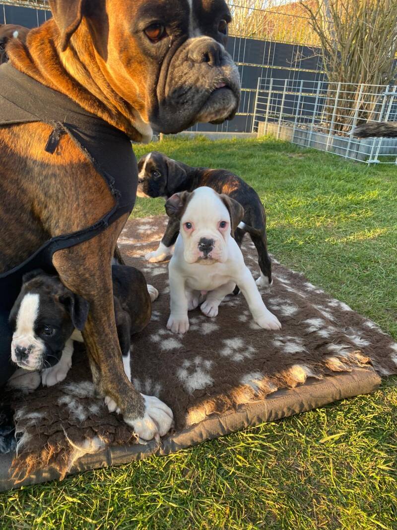 Casa Althletics Benny