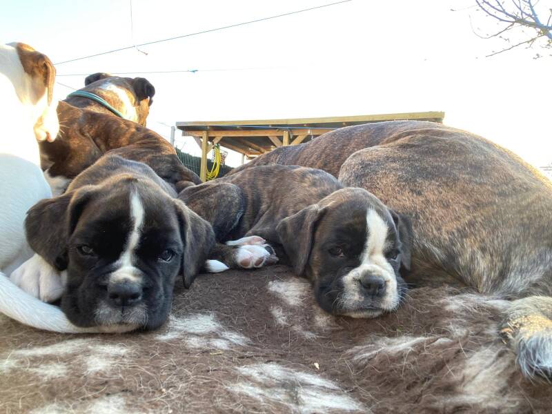 Casa Athletics Baxter