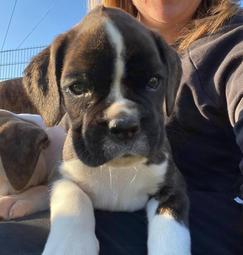 Casa Athletics Baxter