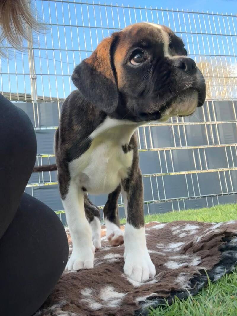 Casa Athletics Baxter