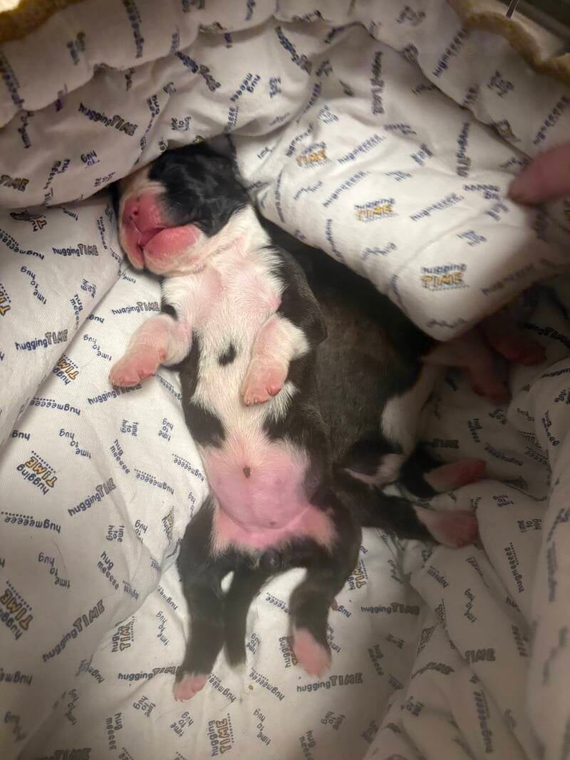 Casa Athletics B (Hündin 2)