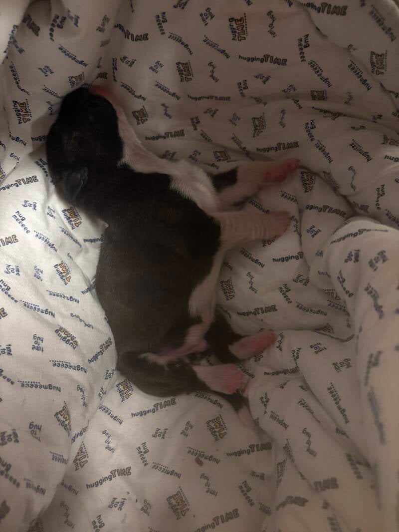 Casa Athletics B (Rüde 2)