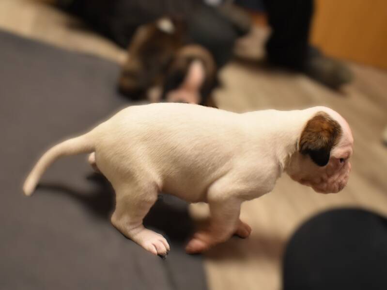 Casa Athletics B (Rüde 1)