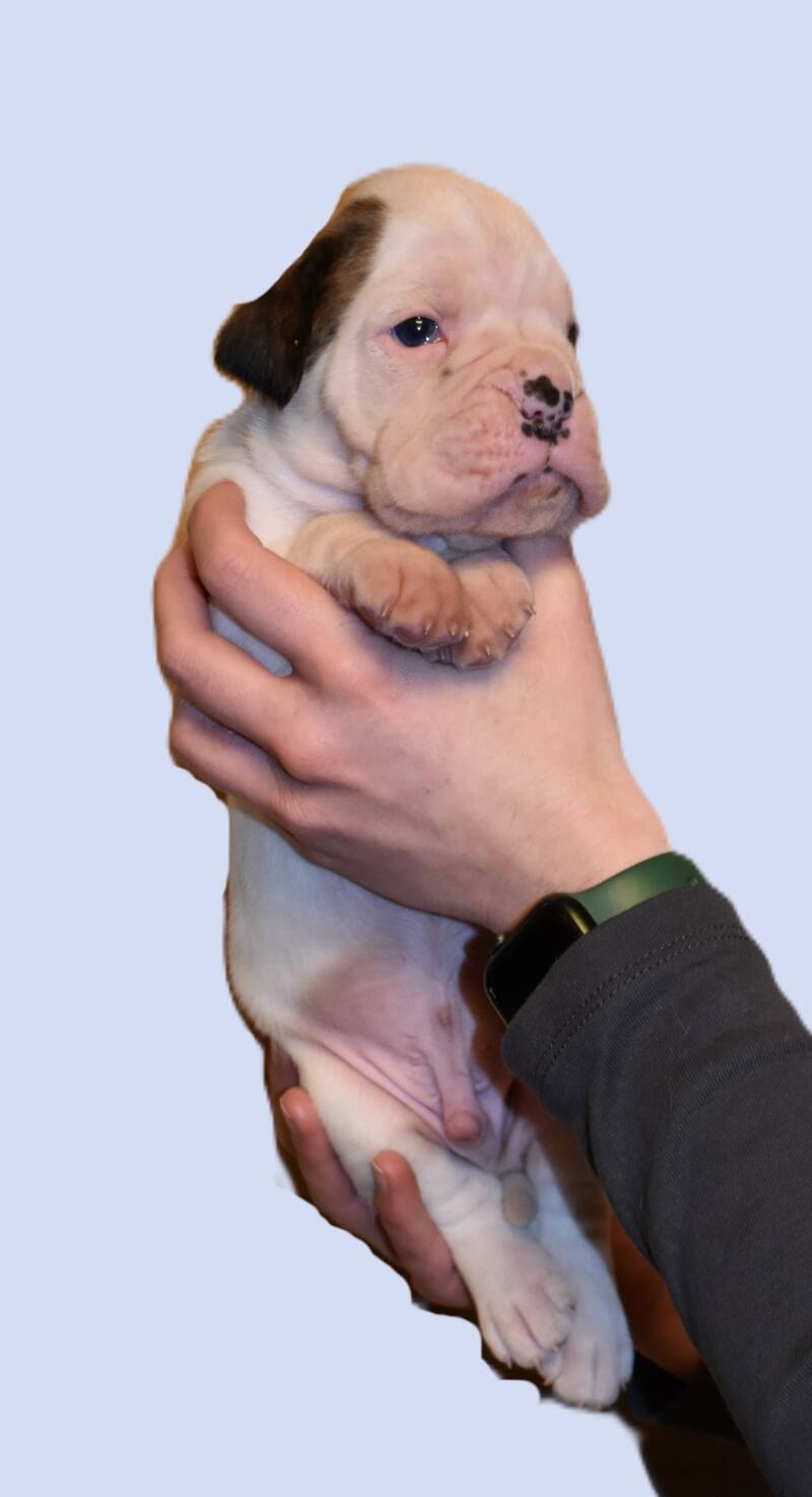 Casa Athletics B (Rüde 1)