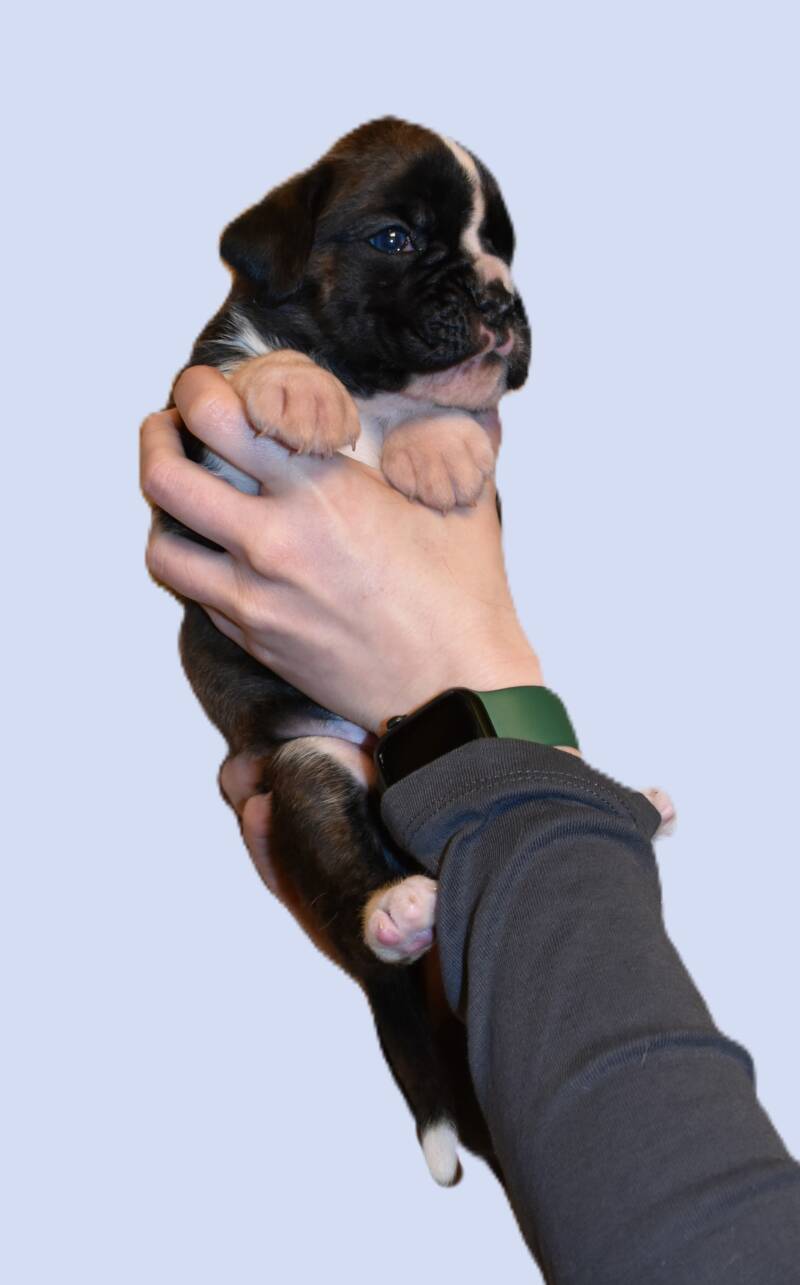 Casa Athletics B (Rüde 2)