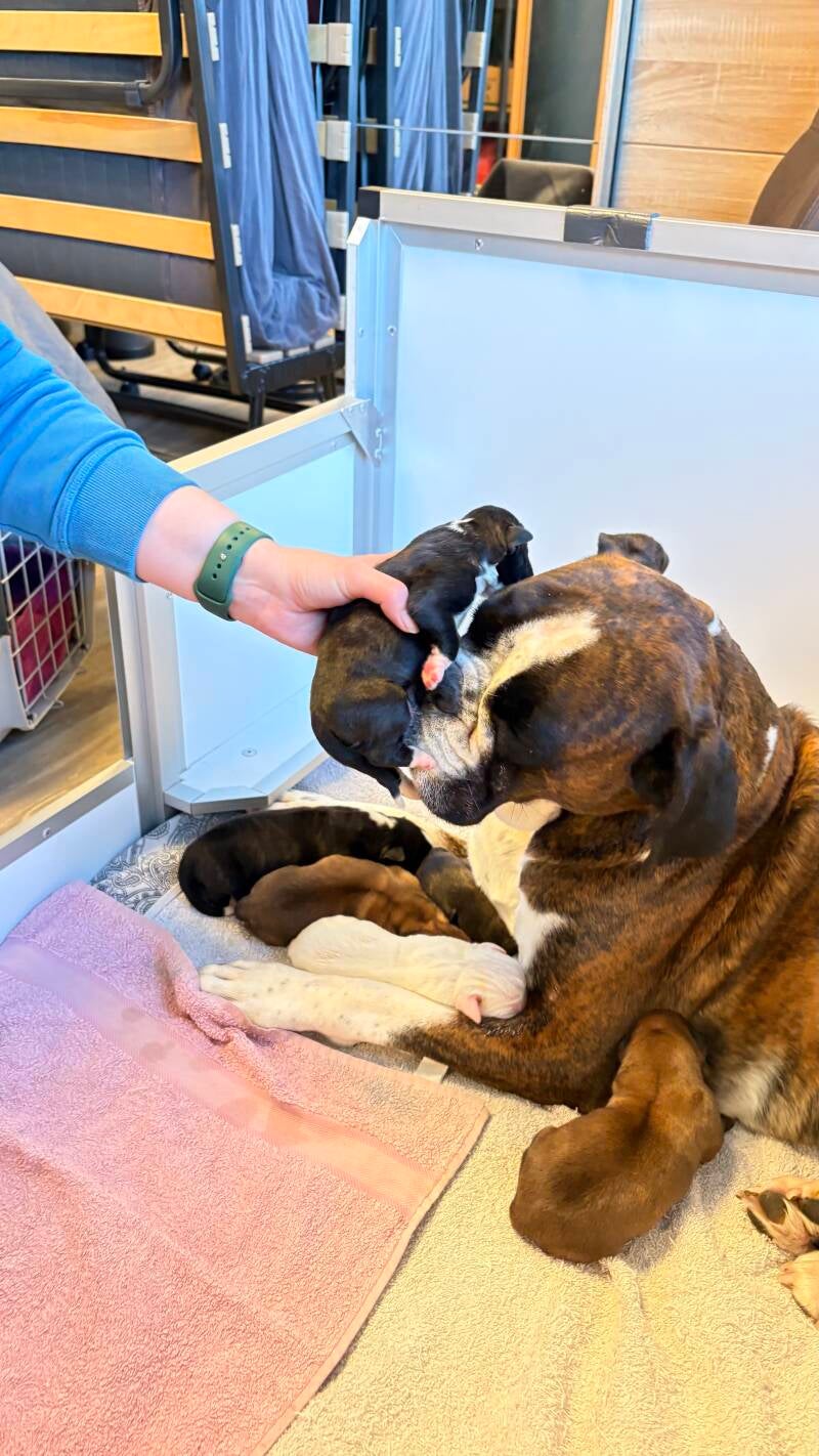 Casa Athletics C-Wurf