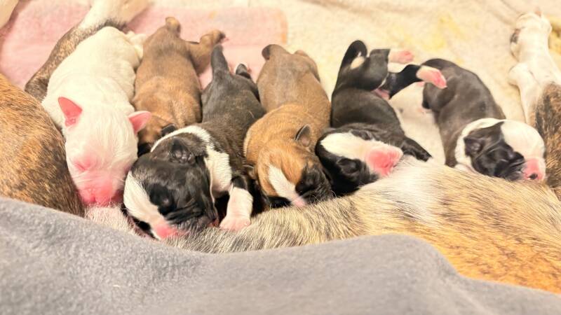 Casa Athletics C-Wurf