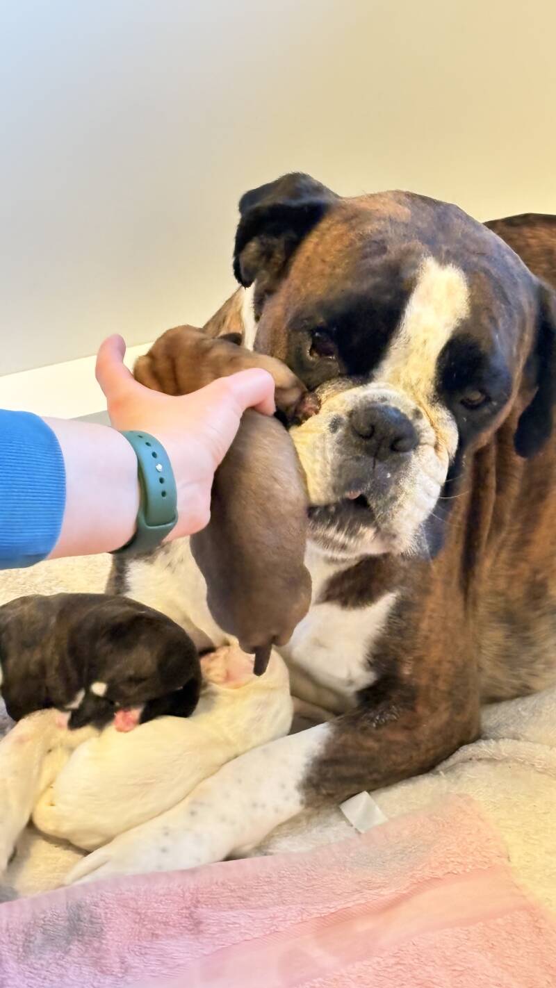 Casa Athletics C-Wurf