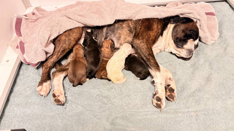 Casa Athletics C-Wurf