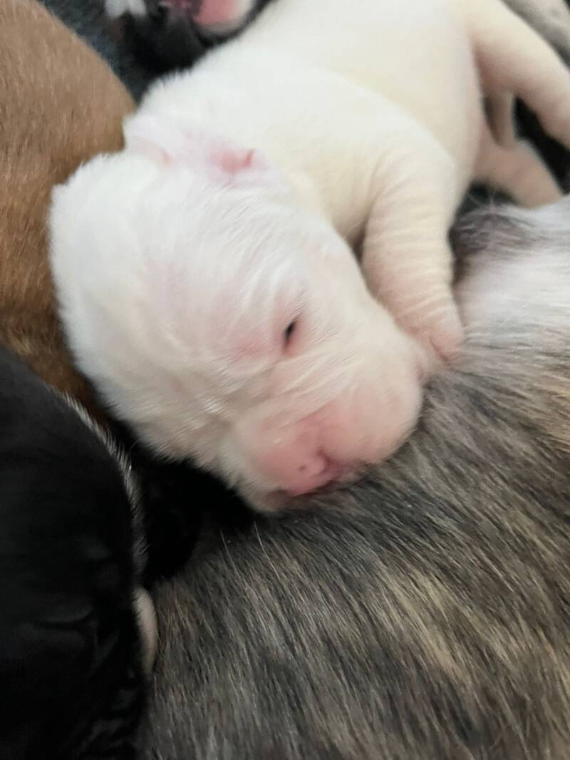 Casa Athletics Rüde 1 weiß