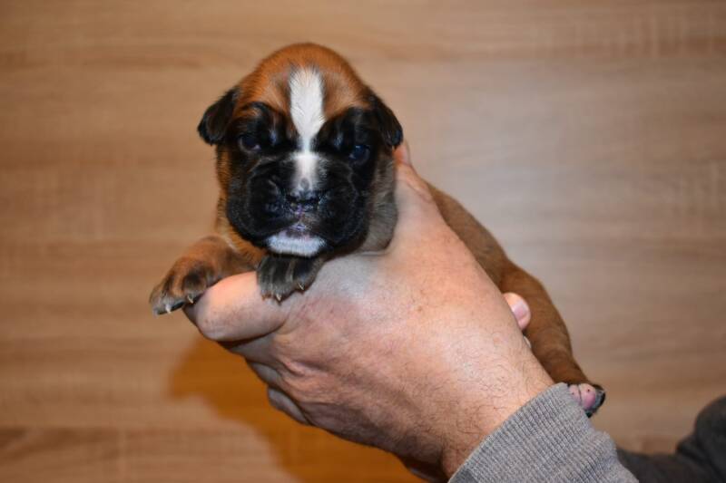 Casa Athletics Hündin gelb