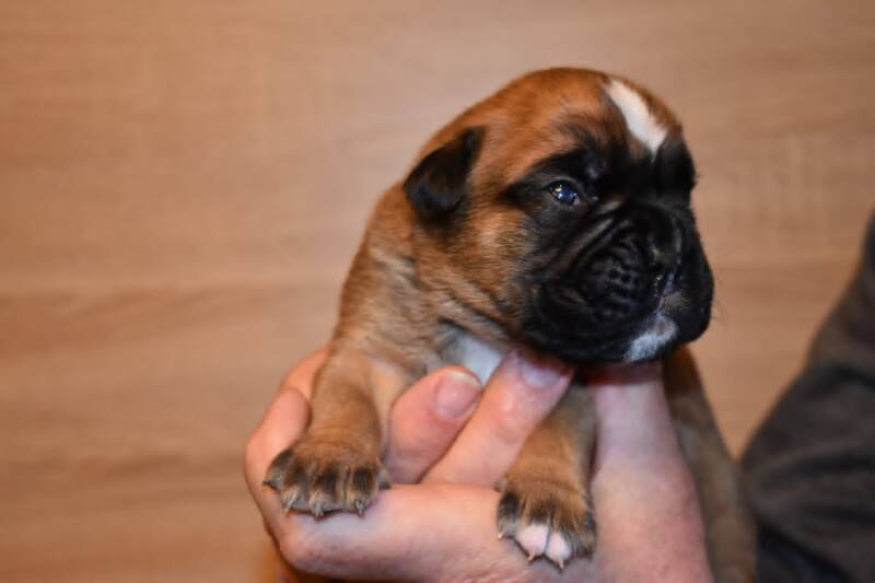 Casa Athletics Rüde 2 gelb