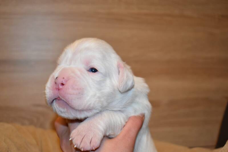 Casa Athletics Rüde 1 weiß