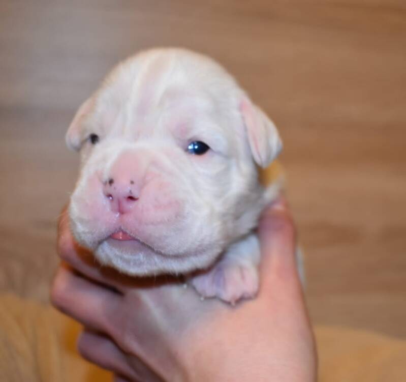 Casa Athletics Rüde 1 weiß