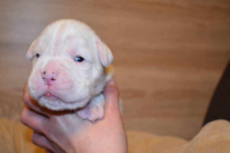 Casa Athletics Rüde 1 weiß