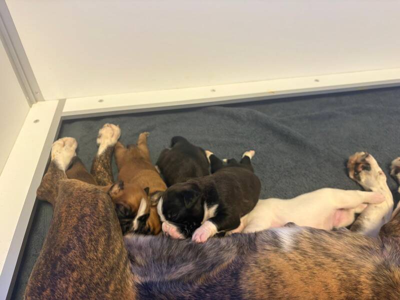 Casa Athletics C-Wurf