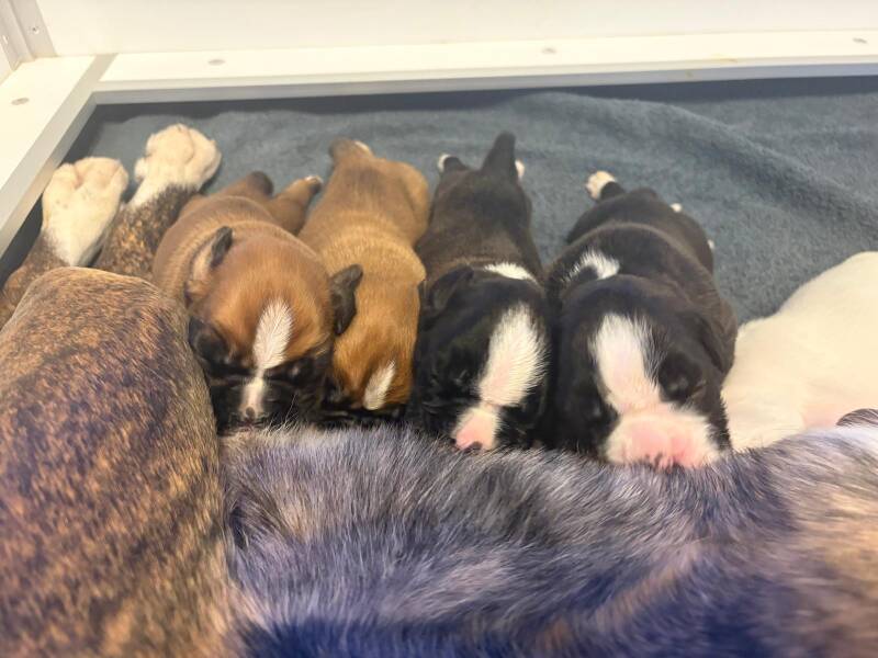 Casa Athletics C-Wurf