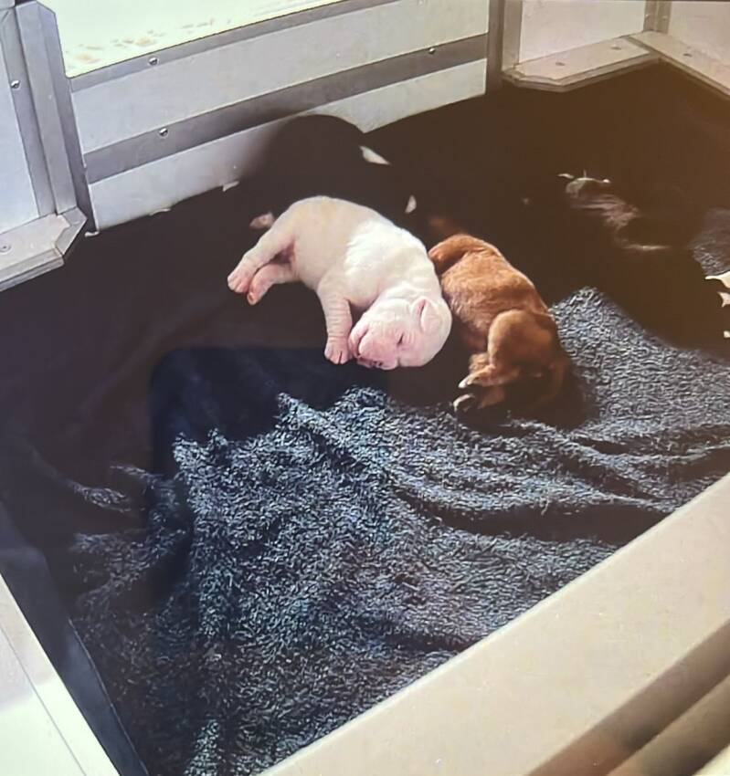 Casa Athletics C-Wurf