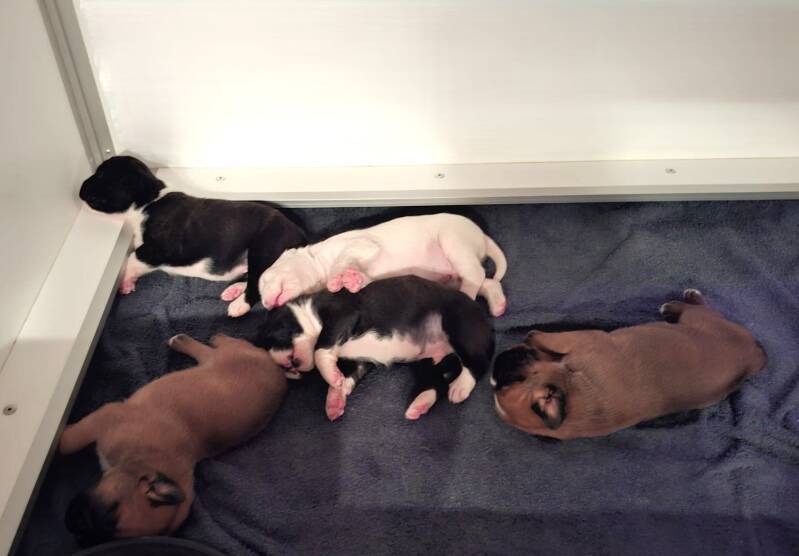 Casa Athletics C-Wurf