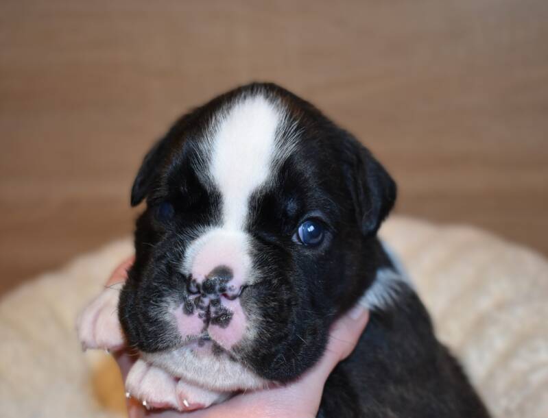 Casa Athletics Rüde 3 gestromt