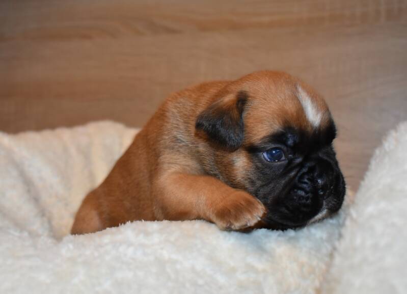 Casa Athletics Rüde gelb