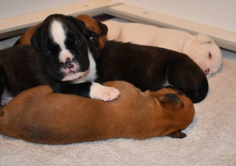 Casa Athletics Rüde 3 gestromt