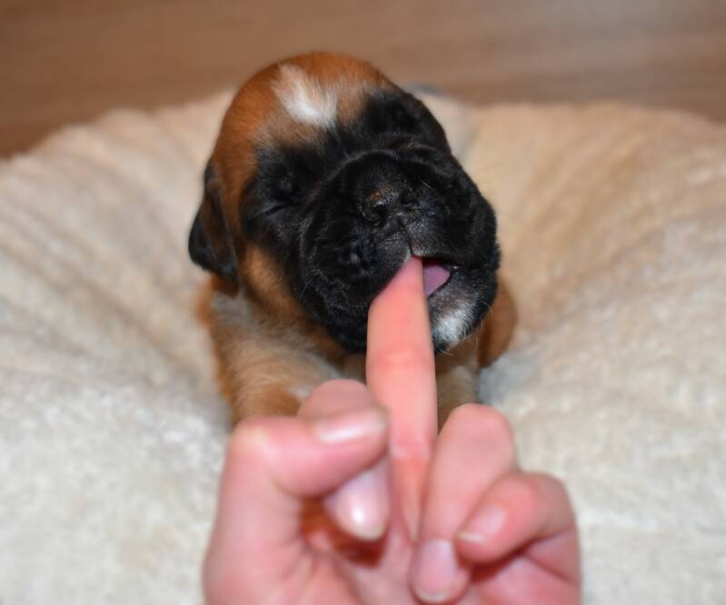 Casa Athletics Rüde gelb