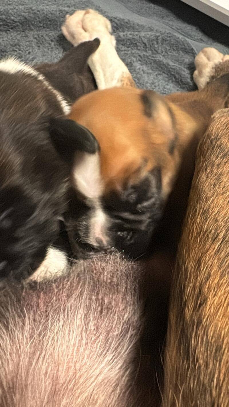 Casa Athletics Hündin gelb