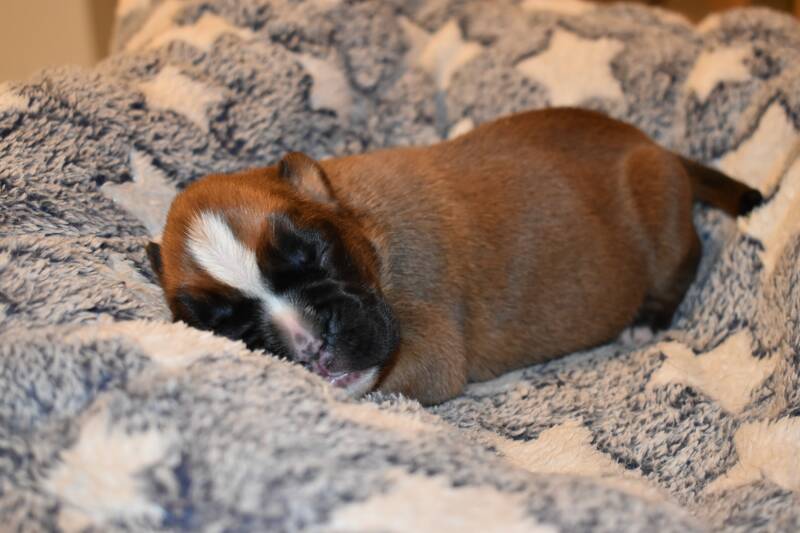 Casa Athletics Hündin gelb [1]