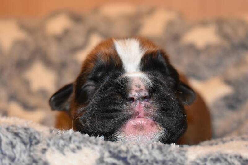 Casa Athletics Hündin gelb [1]