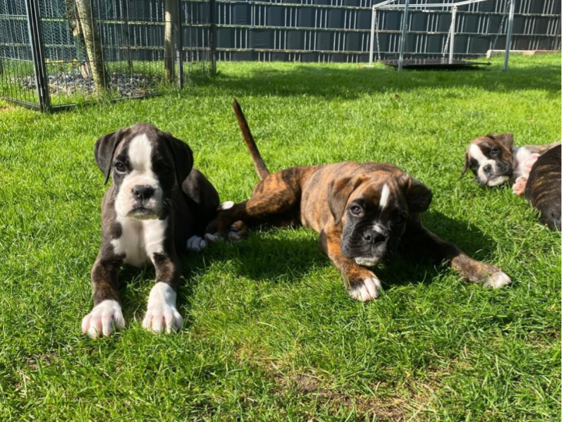 Casa Athletics Alyssa