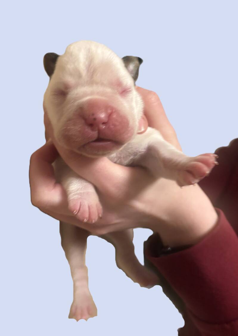 Casa Athletics B (Rüde 1)