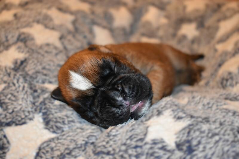 Casa Athletics Rüde gelb  [2]