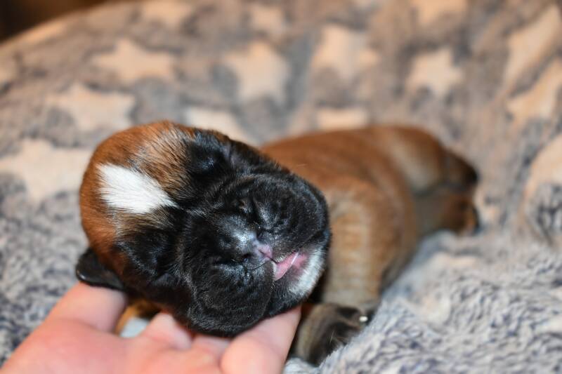 Casa Athletics Rüde gelb [2]