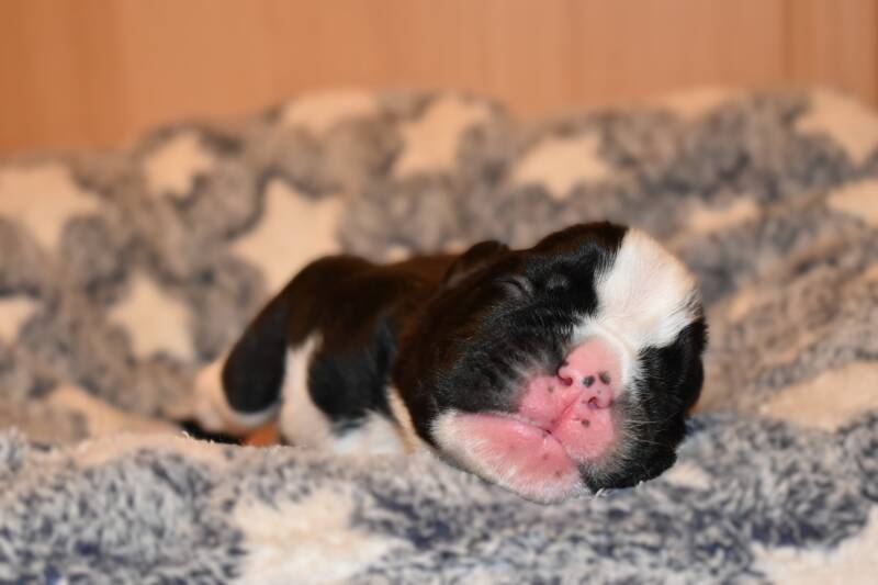 Casa Athletics Rüde gestromt [3]