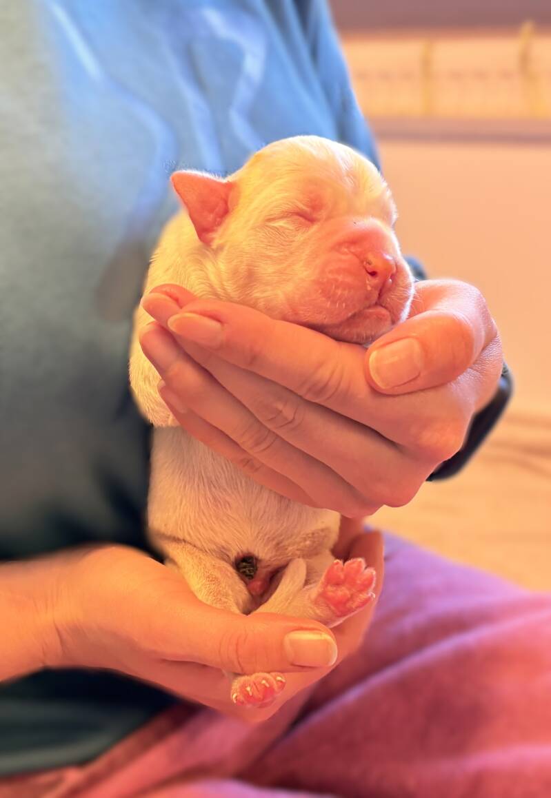 Casa Athletics Rüde weiss  [1]