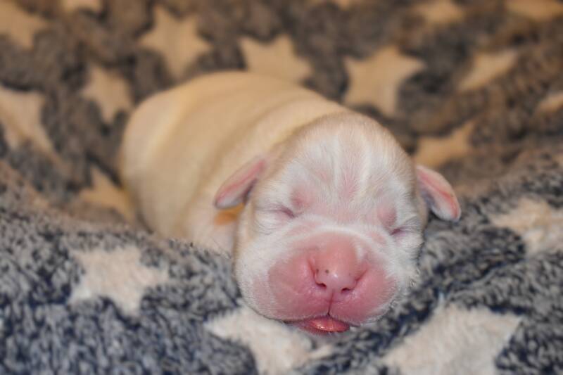 Casa Athletics Rüde weiss  [1]